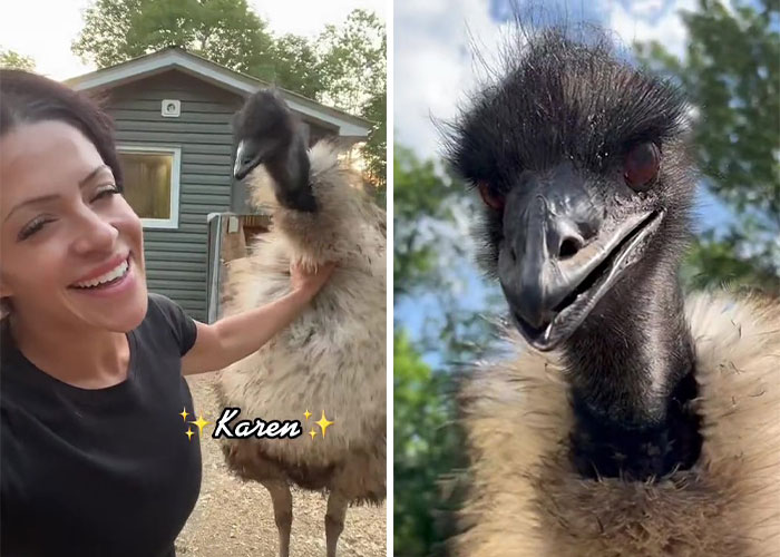 Millions Of People Can’t Get Enough Of The ‘Useless Farm’s’ Animals, Especially An Emu Named Karen, Who’s Out For Blood Millions Of People Can’t Get Enough Of The ‘Useless Farm’s’ Animals, Especially An Emu Named Karen, Who’s Out For Blood
