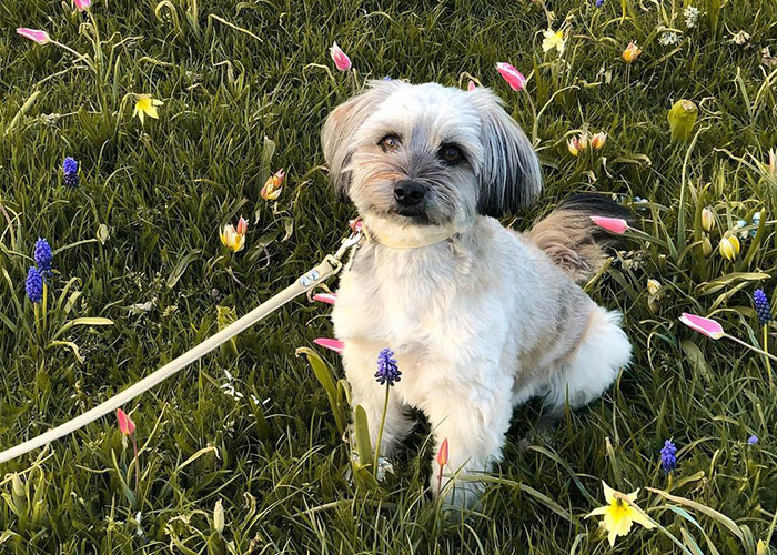 Video Of Introverted Dogs Meeting Up Has Melted Hearts All Over The Internet And Made People Say “Relatable!” - 5