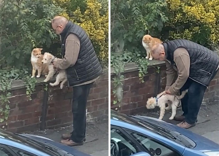 Video Of A Man Introducing His Dog To Neighborhood Cat Goes Viral With 7.7M Views - 5