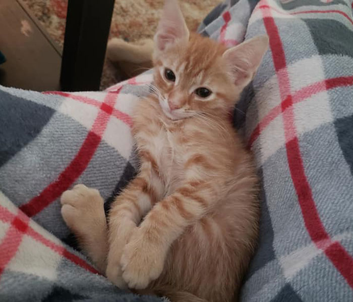 &ldquo;Oh My God, That&rsquo;s Him!": Family In Shock As Cat Lost During Move Shows Up At Their New House 2 Months Later