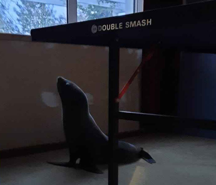 Cheeky Seal Breaks Into Family Home, Terrorizes Cat And Chills On Couch, And The Internet Is In Stitches