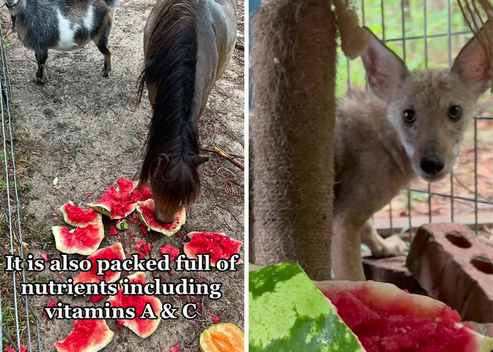Animals At Wildlife Rescue Rejoice As Dozens Of Squashed Watermelons Are Donated After Accident Animals At Wildlife Rescue Rejoice As Dozens Of Squashed Watermelons Are Donated After Accident