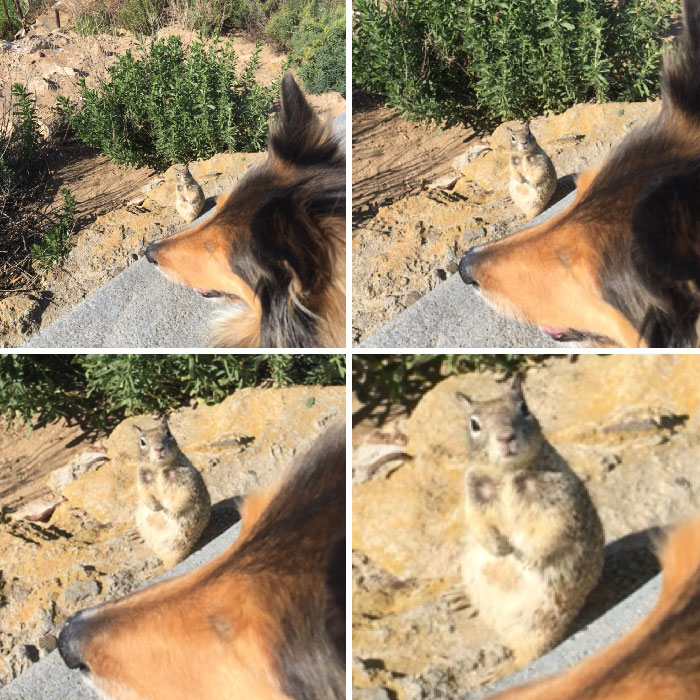 My Squirrel-Obsessed Dog Never Even Noticed