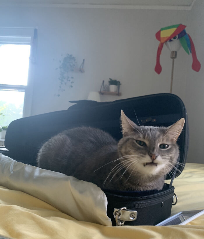 I Got A New Violin, A Little Screechy But That’s Ok