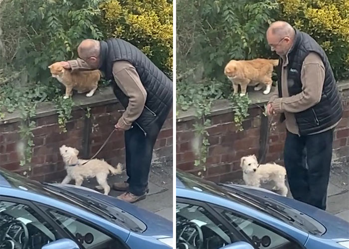 Video Of A Man Introducing His Dog To Neighborhood Cat Goes Viral With 7.7M Views - 6