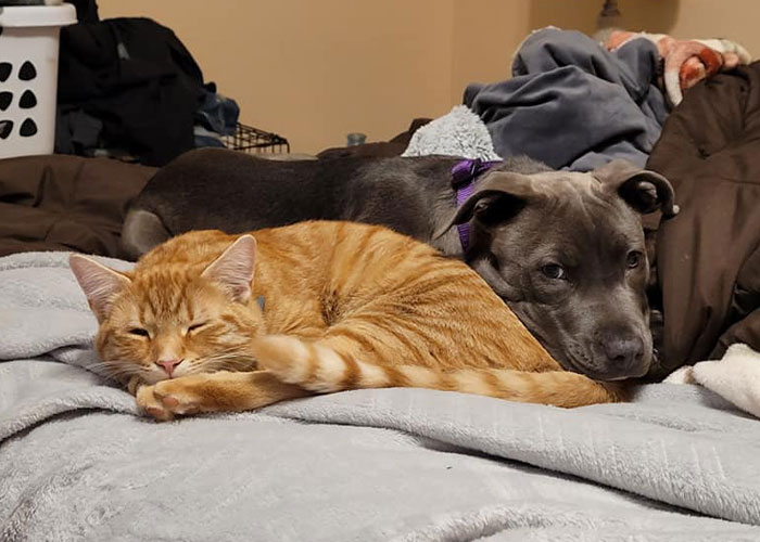 &ldquo;Oh My God, That&rsquo;s Him!": Family In Shock As Cat Lost During Move Shows Up At Their New House 2 Months Later