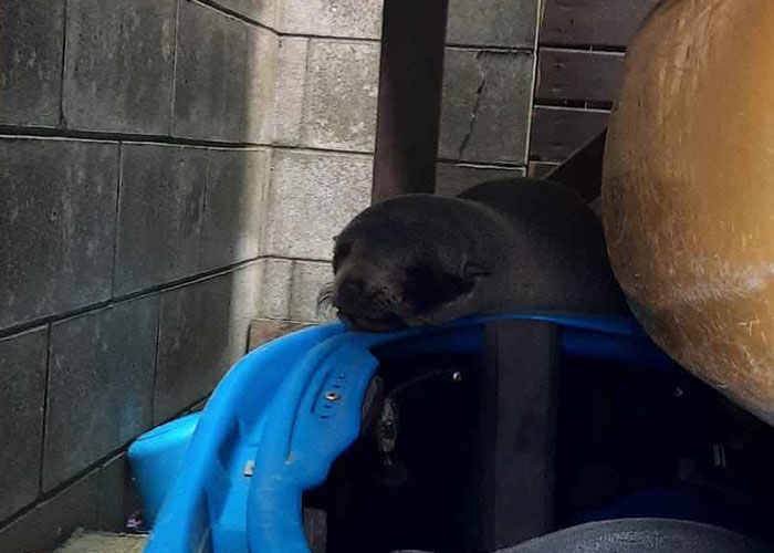 Cheeky Seal Breaks Into Family Home, Terrorizes Cat And Chills On Couch, And The Internet Is In Stitches