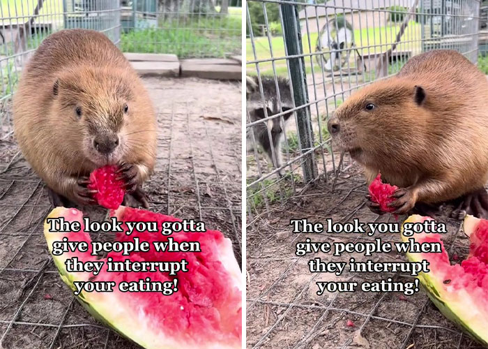 Animals At Wildlife Rescue Rejoice As Dozens Of Squashed Watermelons Are Donated After Accident Animals At Wildlife Rescue Rejoice As Dozens Of Squashed Watermelons Are Donated After Accident