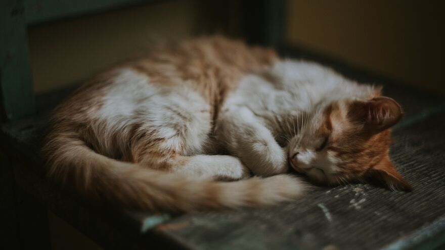 6 Reasons Why Our Feline Friends Sleep So Much! 6 Reasons Why Our Feline Friends Sleep So Much!