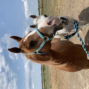 californianinkansas avatar