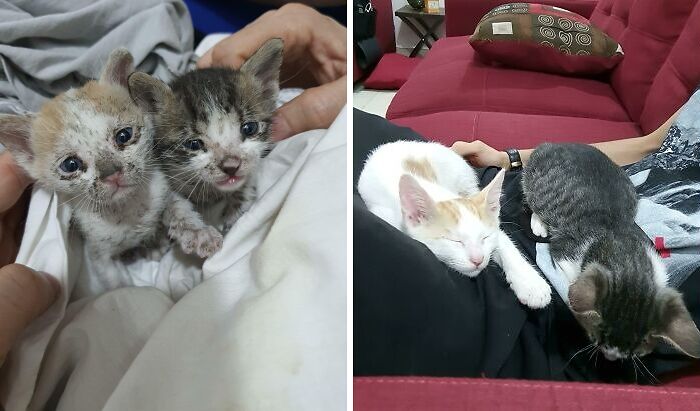 Inseparable Siblings