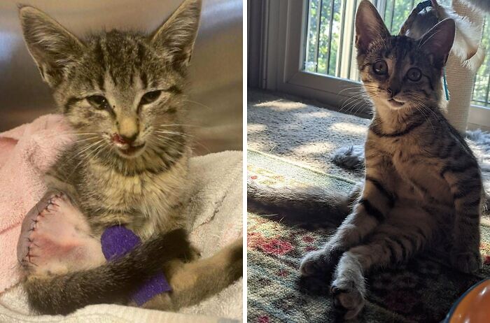 The Adoption Application For My Foster Kitten Was Approved! Roo Is Officially Mine!