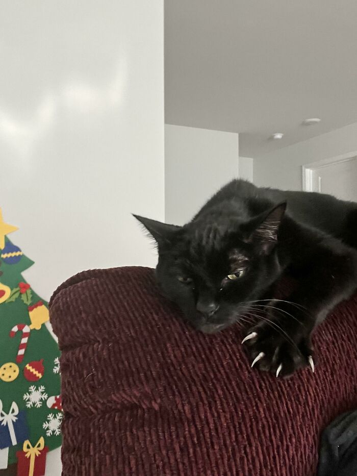 Una mini pantera que está preparada en todo momento