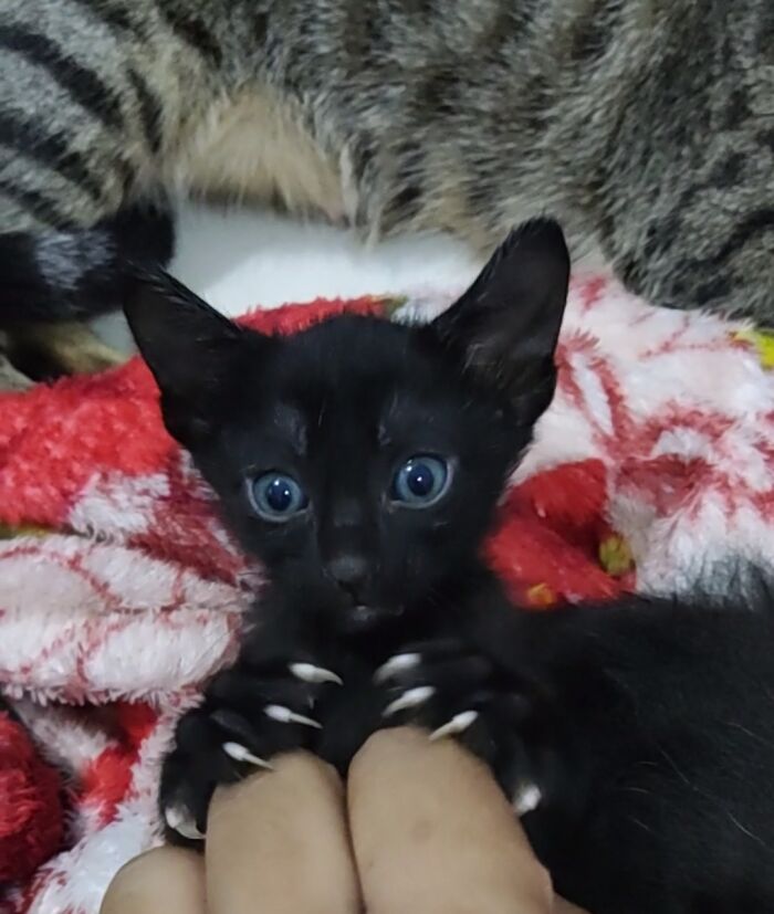 Creo que sé lo que está planeando mi gatito