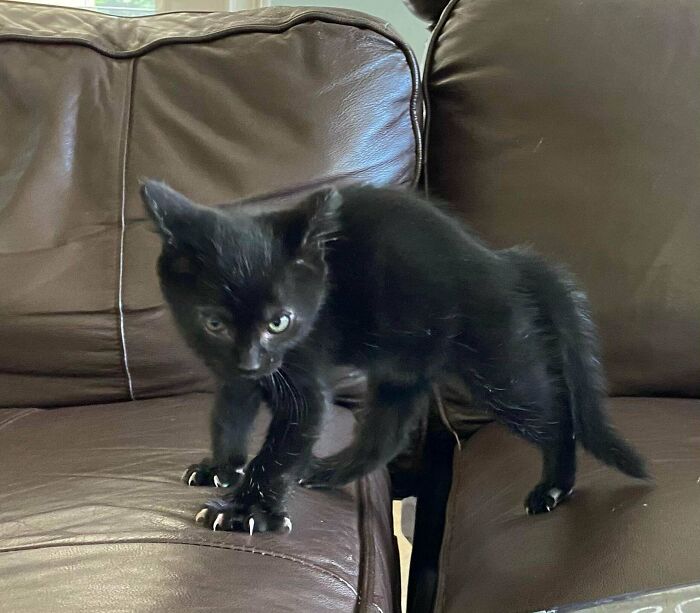 My Sister’s Void, Always Showing Off The Mittens