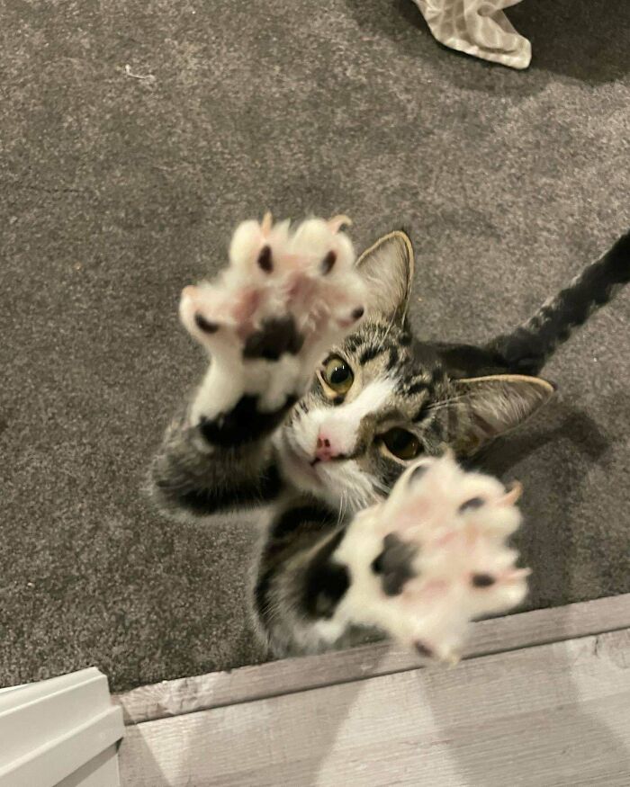 Mi reina recordándome quién es la dueña de la casa