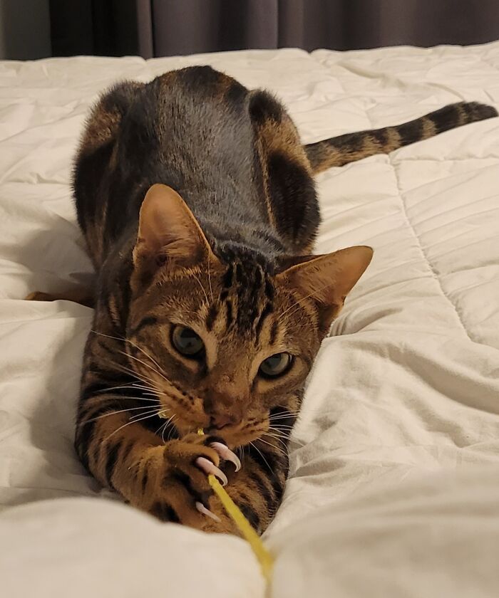 Chip tiene muy buenas manoplas