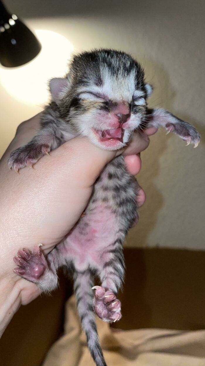 These Murder Mittens Are Fresh Out Of The Oven