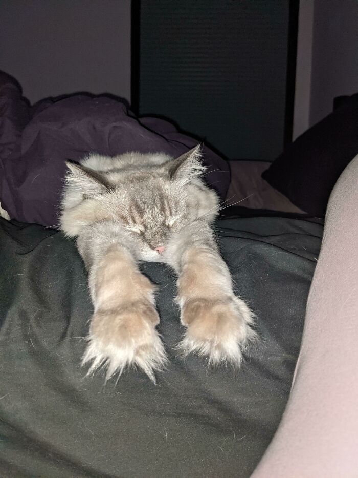 Manoplas asesinas con silenciadores peludos 