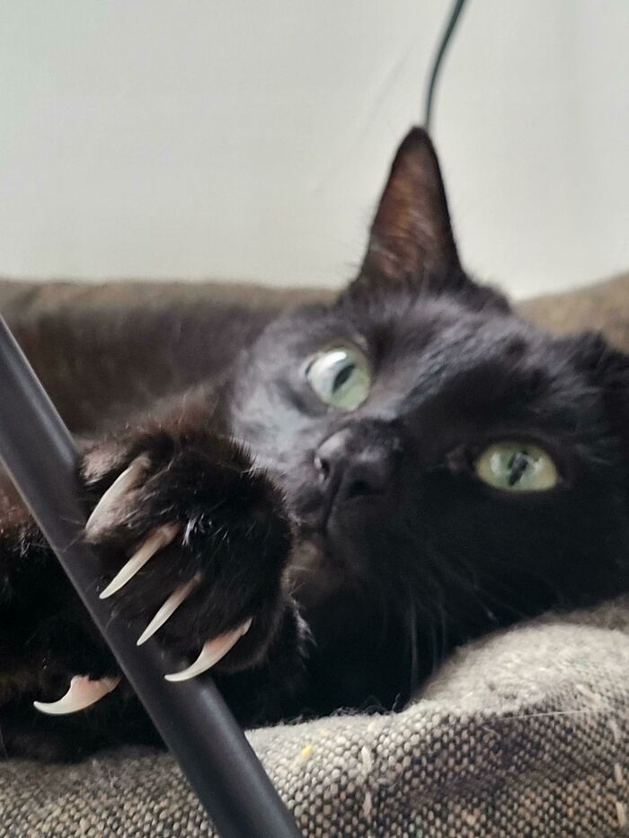 Solo te recuerdo quién es el depredador de la casa