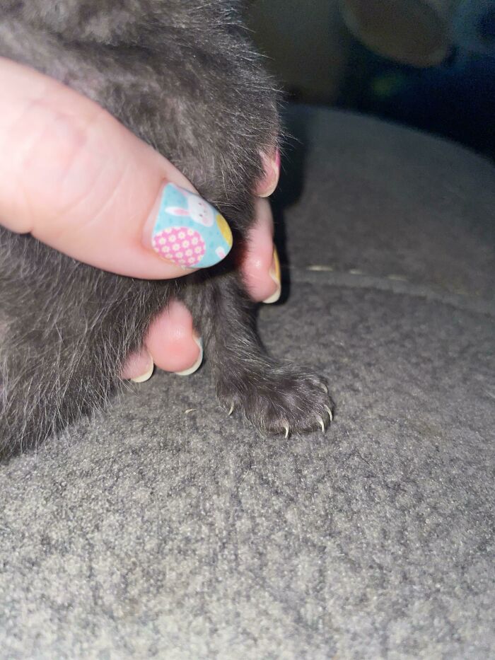 7 Day Old Murder Mitten