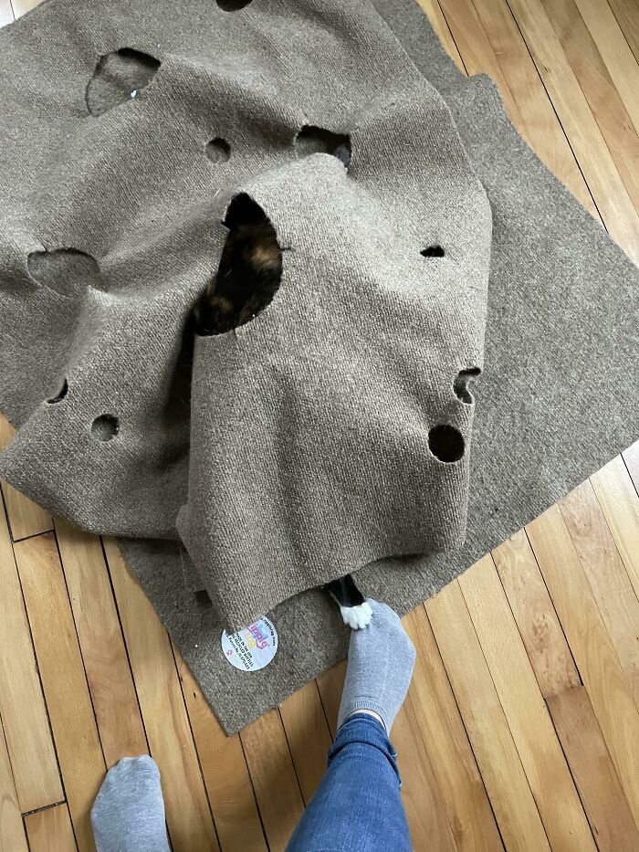 Fatal Flaw: I Did Not Secure And Protect All Body Parts While The Cat Is In Murder Mode