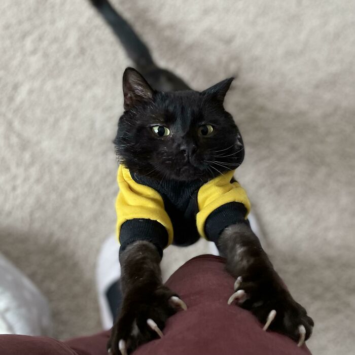 Estirannnndo las manoplas asesinas