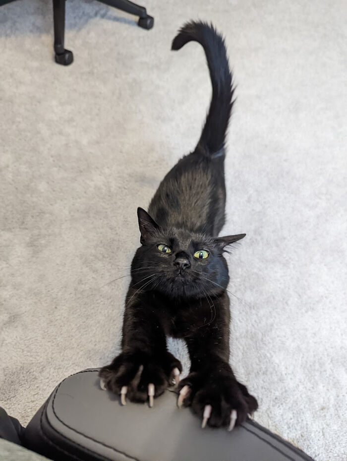 Big Stretch + Big Claws