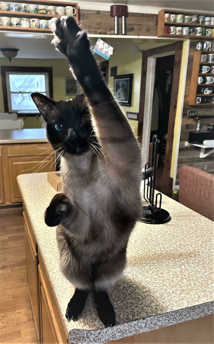 Huck Would Never Use Them On You But He Sure Does Like To Show Them Off