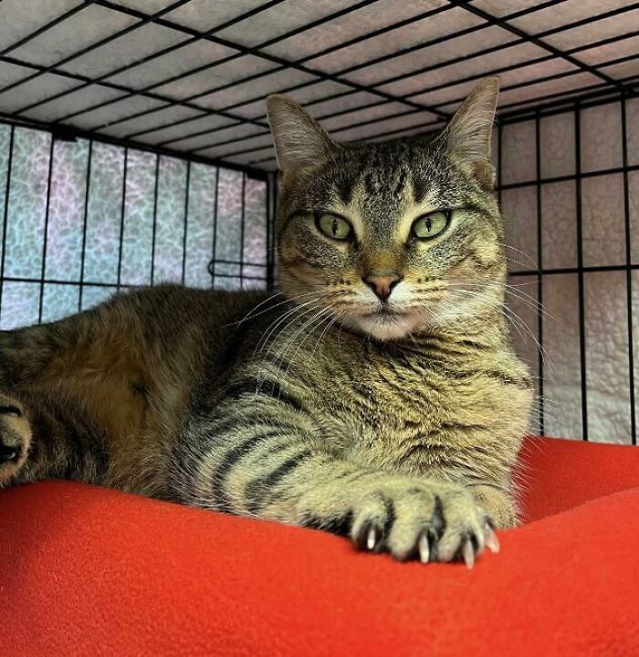 Yolanda (y sus manoplas asesinas) en un refugio local esperando a ser adoptada