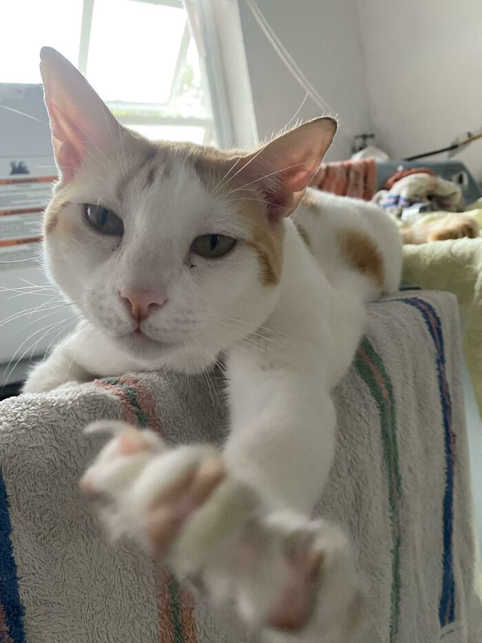 I Wanted To Take A Picture. She Wanted To Claw At My Phone. So We Compromised