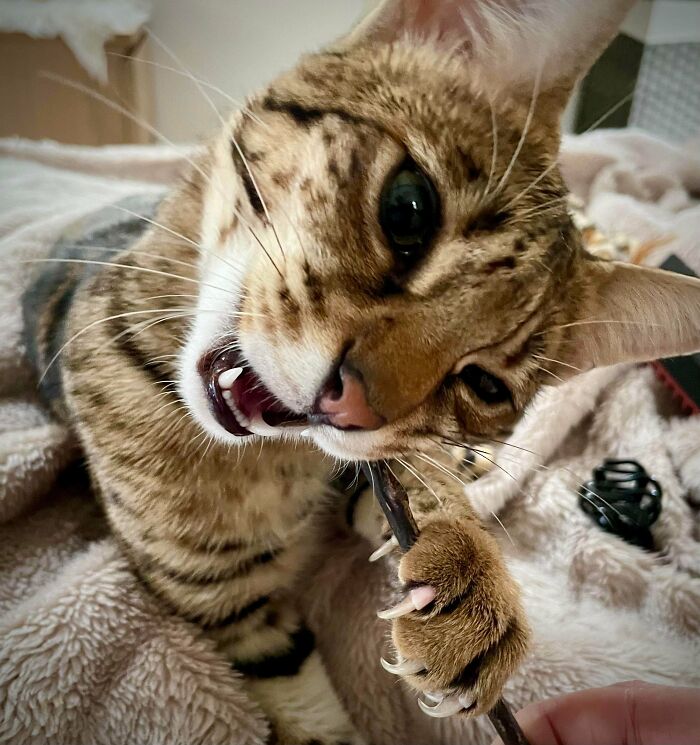 Sus juguetes favoritos son las cosas que sostengo