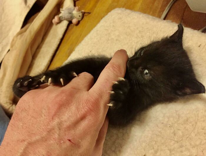 Unas manoplas asesinas de 4 semanas