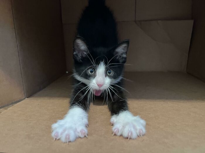 Our Little Stray Kitten Got A Clean Bill Of Health From The Vet! Meet The Newest Member Of Our Family: Mitts!!