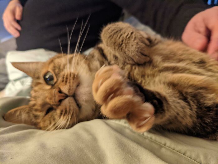 I Have Vertigo (We Think). Molly Murder Mittens Is Keeping Me Company