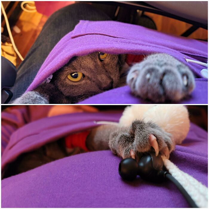 Luna dentro de mi bolsillo mientras yo trabajo… Logró lo que quería