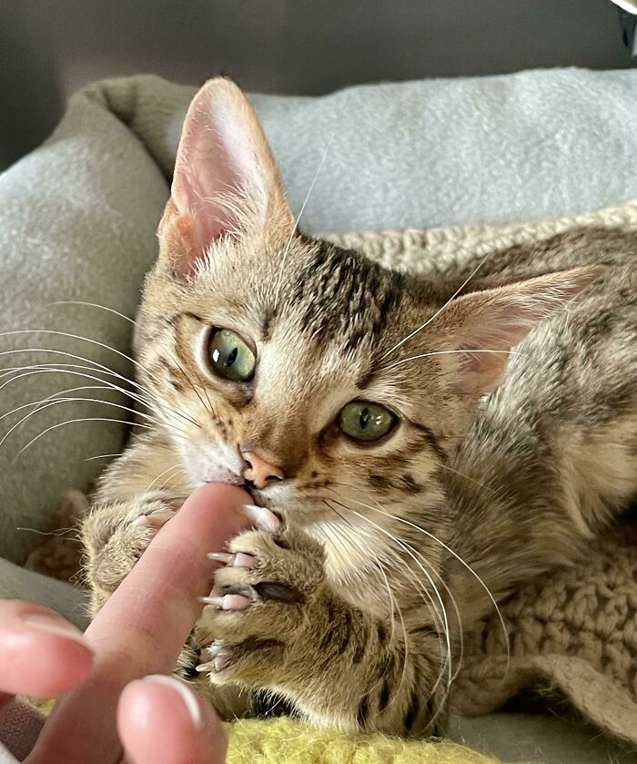 Keanu Showing Off His Mini Murder Mittens