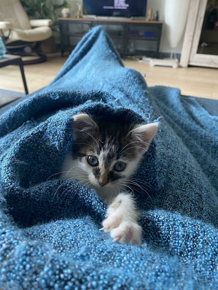 Baby Lucky Sneaky Murder Mittens