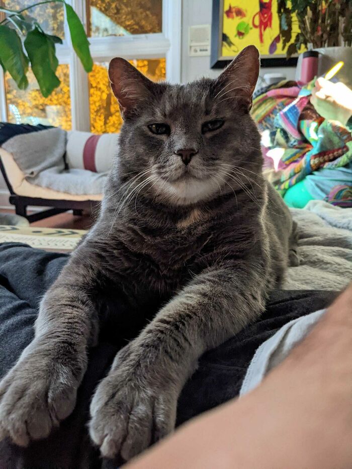 Es el muchacho más dulce el 95% del tiempo. Hasta que saca sus manoplas asesinas