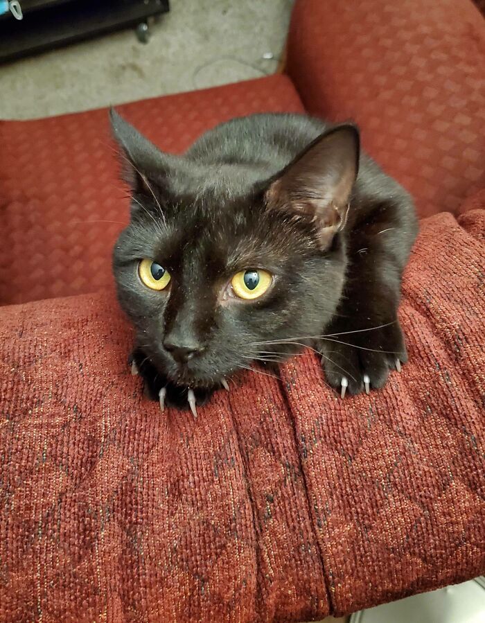 Crowbar Using His Mitts To Stay On Top Of The Chair