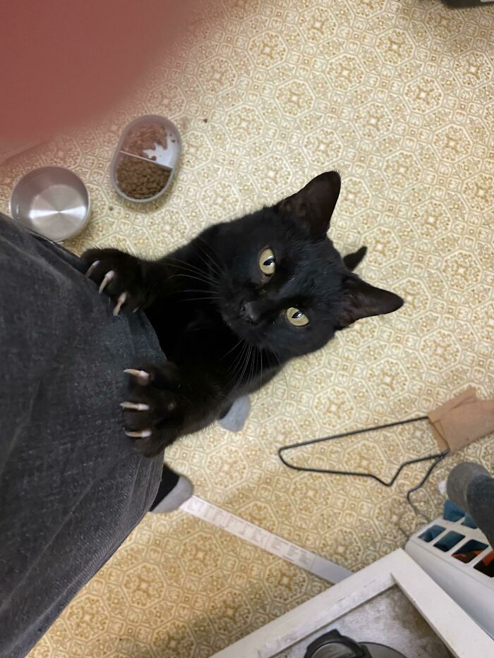 I Was Told My Girl Cattleya Belongs Here. No, Her Feet Are Not Touching The Ground In The Photo!