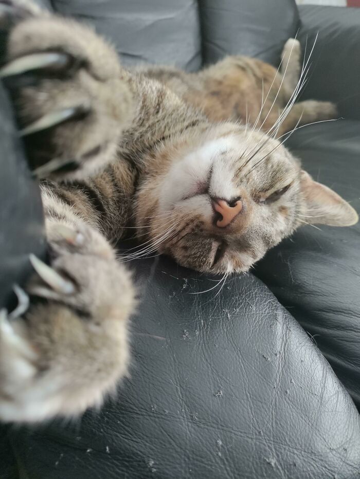 Lucy muestra orgullosa las herramientas que usa para rasgar el cuero