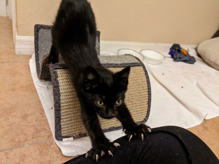 The Murder Mittens Of The Void!