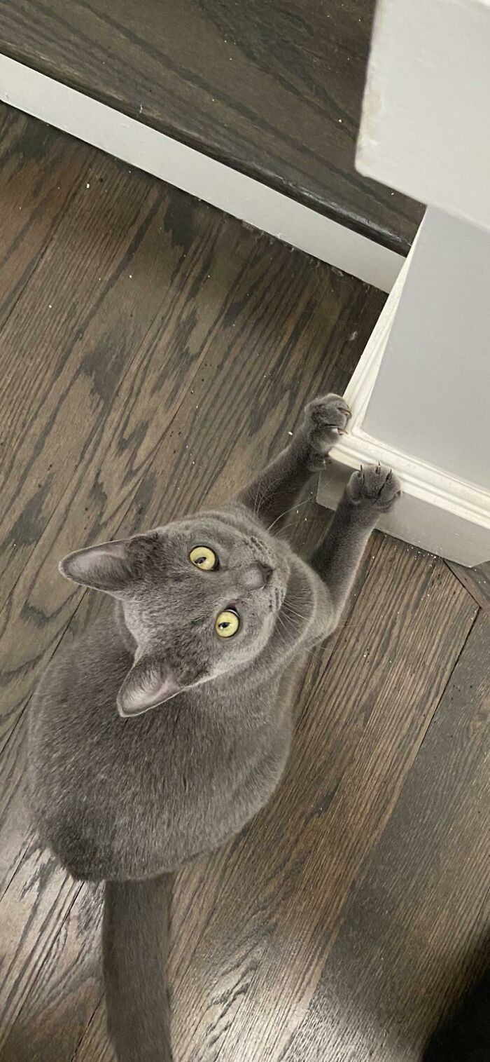 Sharpening His Weapons To Go After My Toes Later