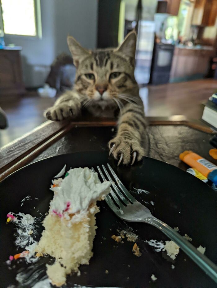 He's Sorry He Has To Threaten Me, But Murder Mittens Gonna Murder