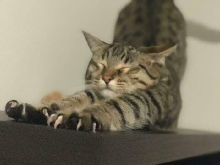 Un gran estiramiento de manoplas asesinas