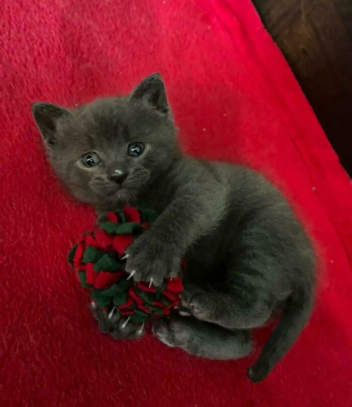 Just Found These Weapons On A Rescue Page Near Me