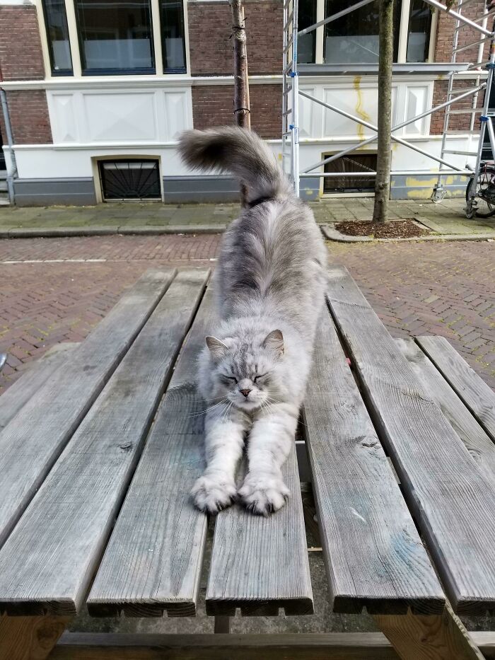 The Fluffiest Murder Mittens