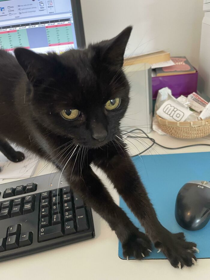 Stretching And Requesting Food