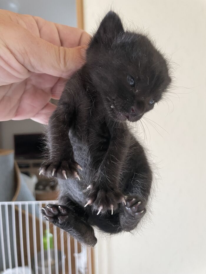 Tiny Murder Mittens